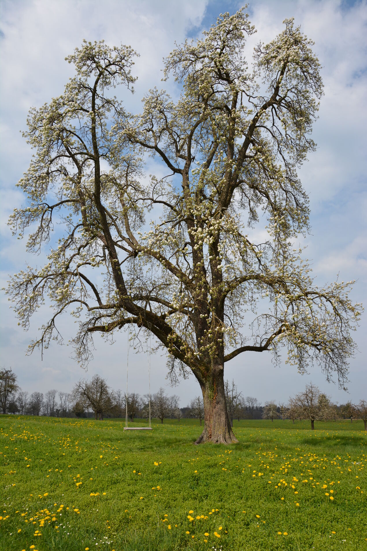 Kaufmann Oberholzer - Baum